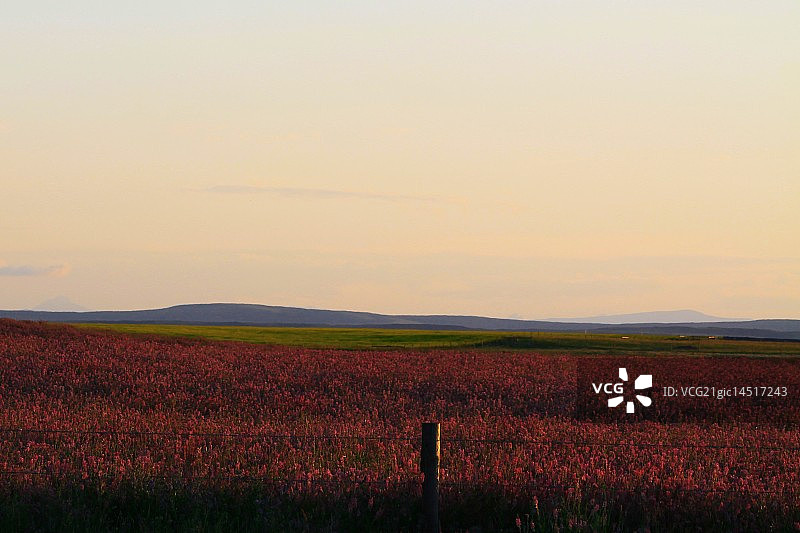苜蓿地图片素材