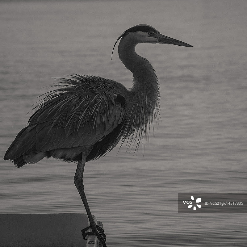 圣地亚哥港的苍鹭图片素材