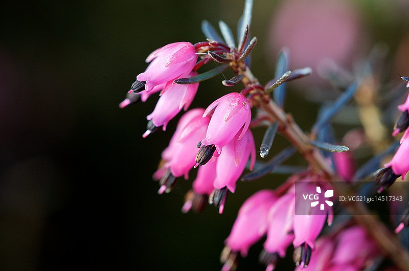 粉色欧石楠图片素材