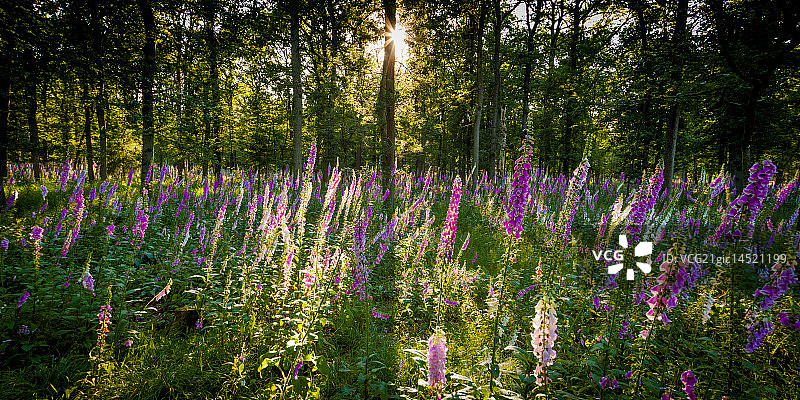 神奇的毛地黄图片素材