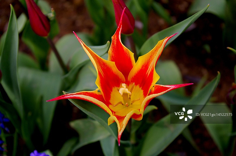 土耳其希什利区中东风光图片素材