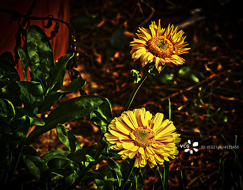 玛格丽特鸡尾酒图片素材