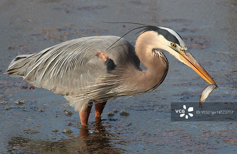 捕到小鱼的苍鹭图片素材