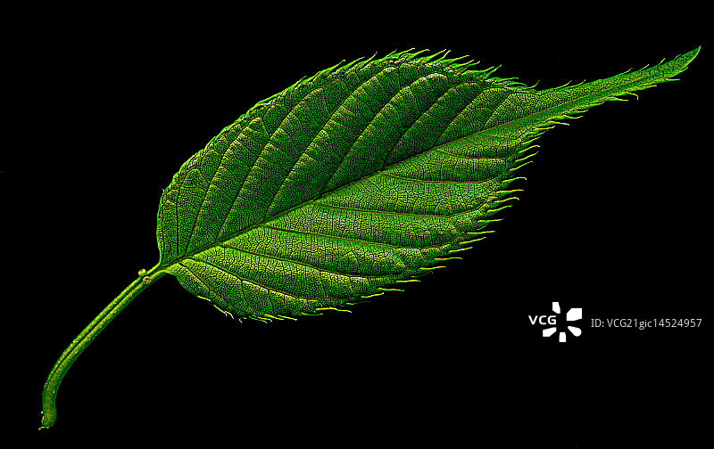 叶绿素图片素材