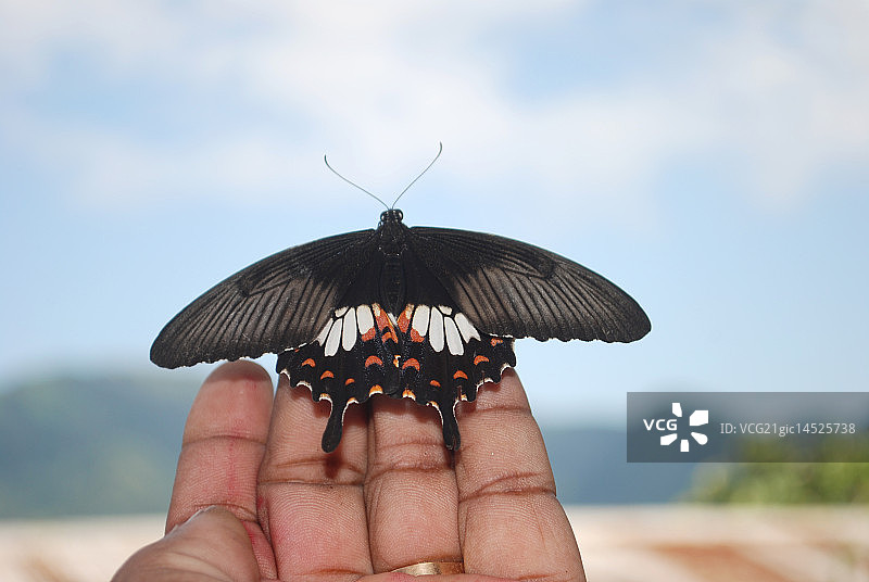 普通美人凤蝶图片素材