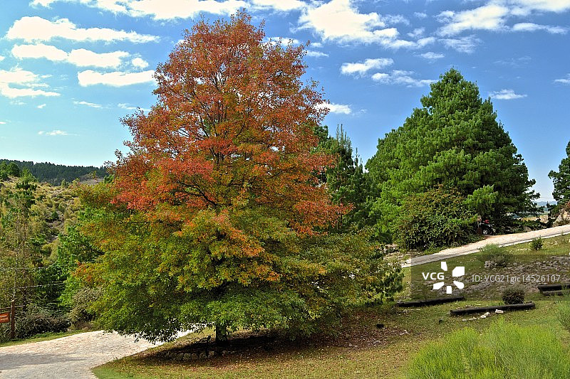 红色树木图片素材