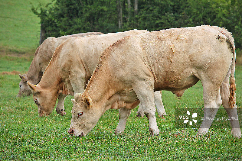 夏洛莱牛图片素材