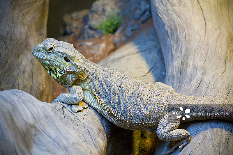 松狮蜥图片素材