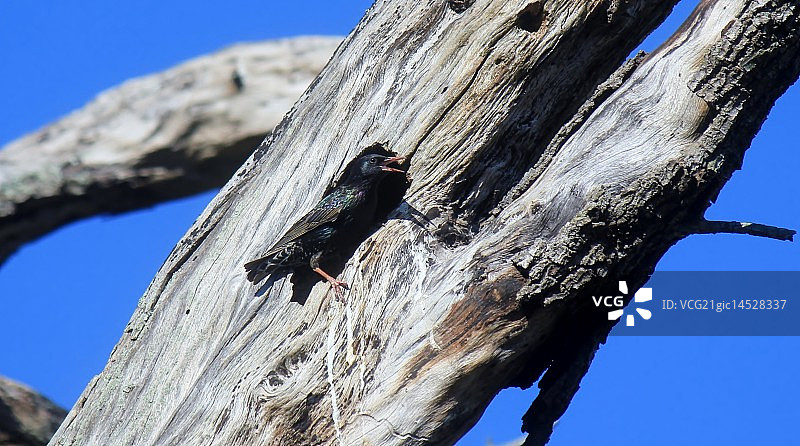 守望者图片素材
