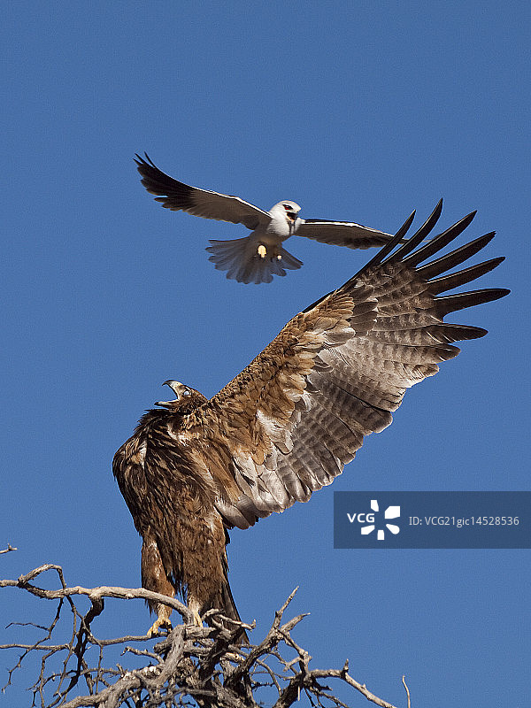 风筝与老鹰图片素材