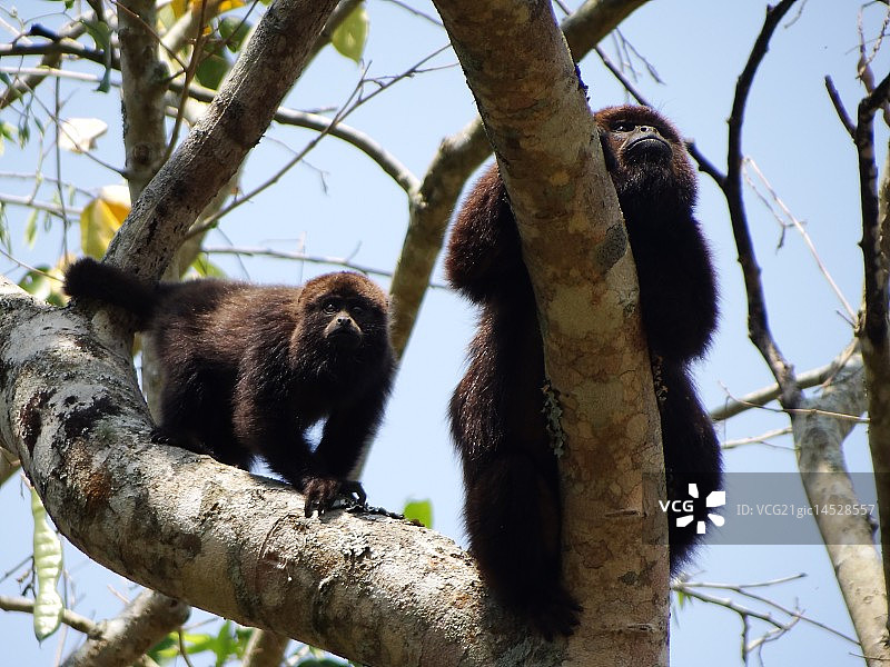 布吉奥图片素材