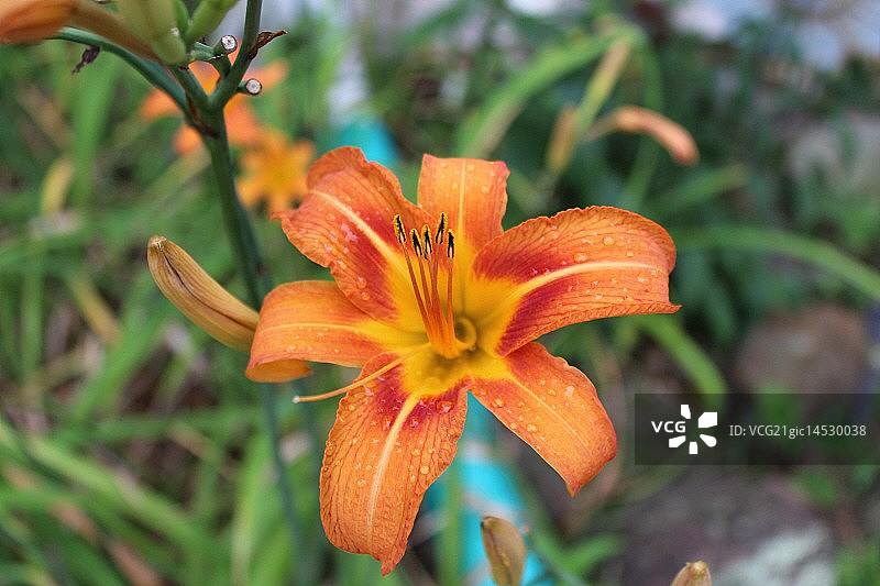 虎百合图片素材