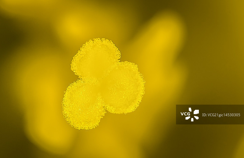 黎明时的植物雌蕊图片素材