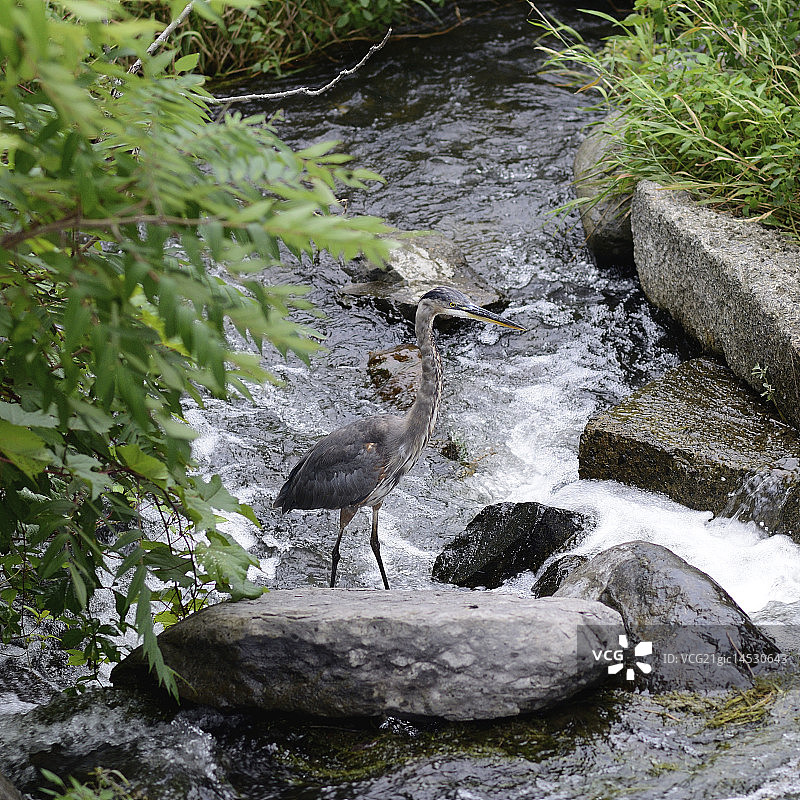 蓝色苍鹭幼鸟图片素材