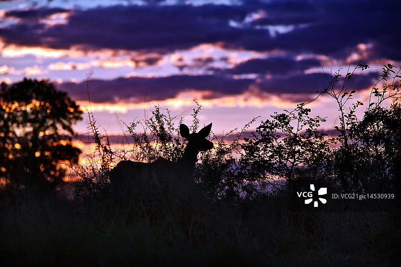 非洲大羚羊图片素材
