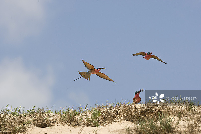 胭脂红飞行图片素材