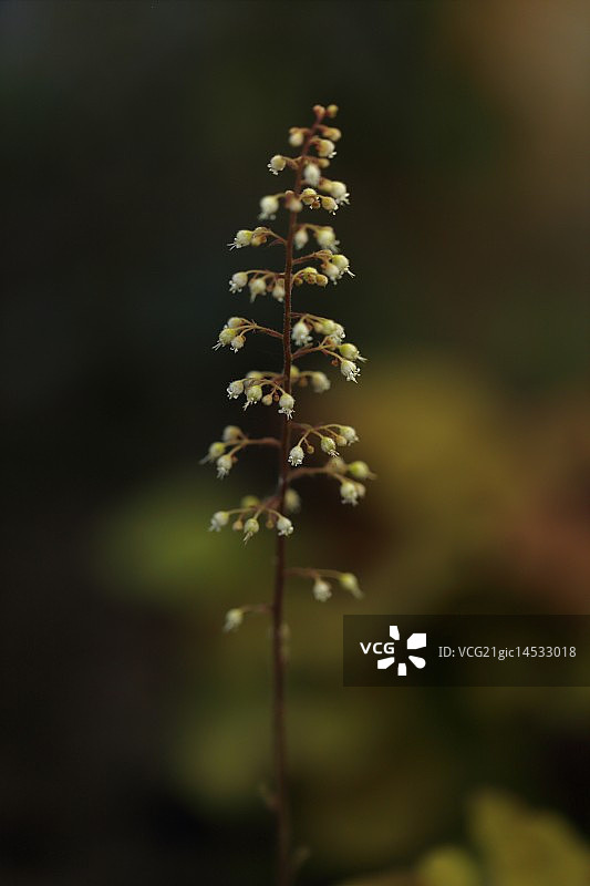 矾根“焦糖”图片素材