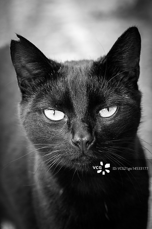 黑暗小姐图片素材