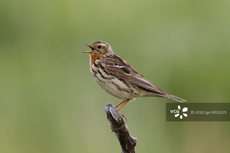 红喉鹨图片素材