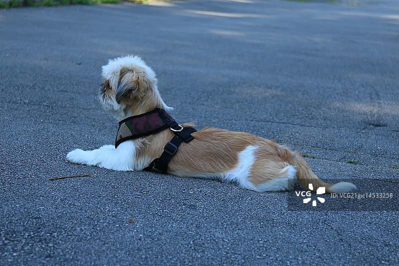 一位女士图片素材
