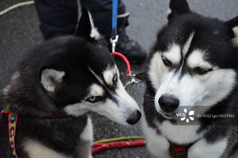 爱斯基摩犬图片素材