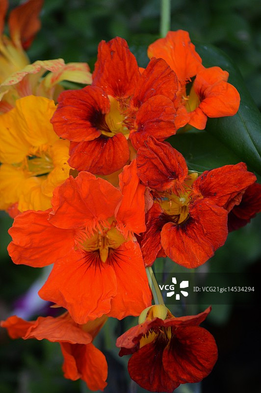 旱金莲花束图片素材