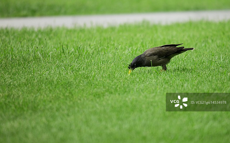 鹩哥 - 早餐时间图片素材