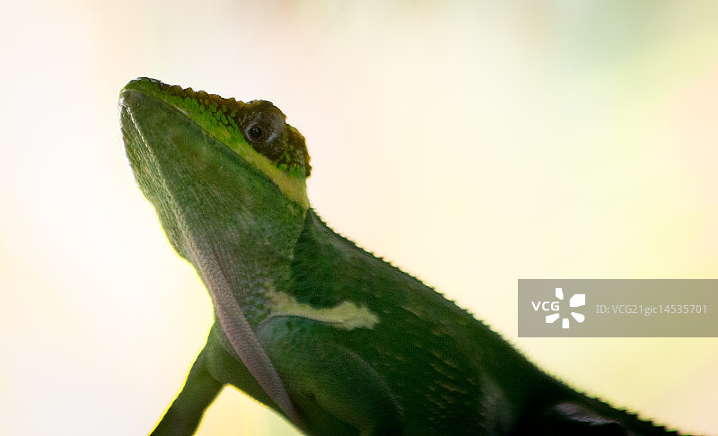 绿蜥蜴图片素材