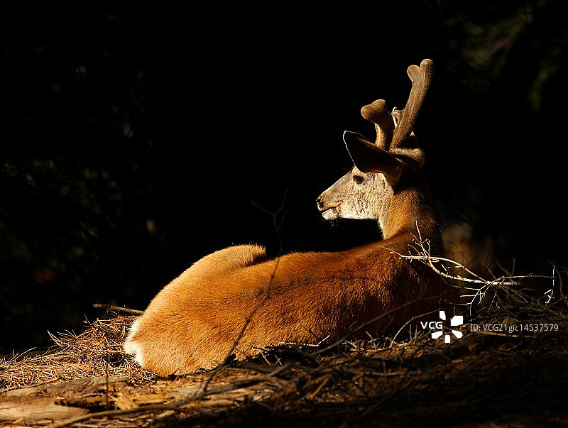 白尾鹿图片素材