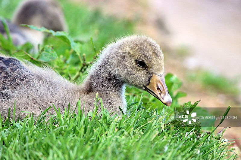 小鹅休息图片素材