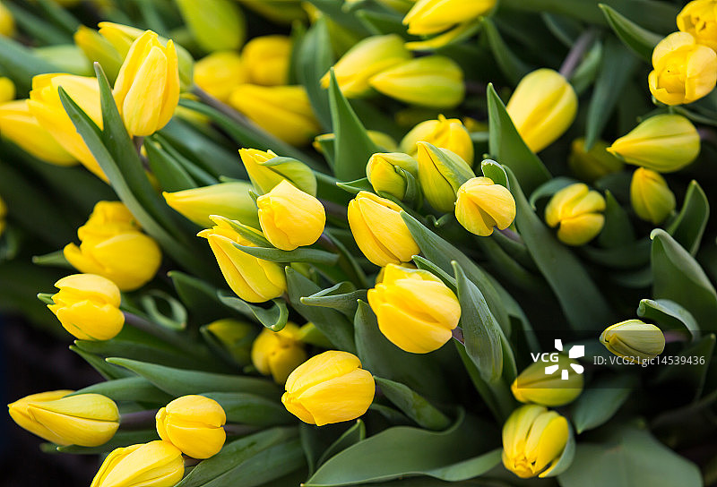 俄罗斯托木斯克图片素材