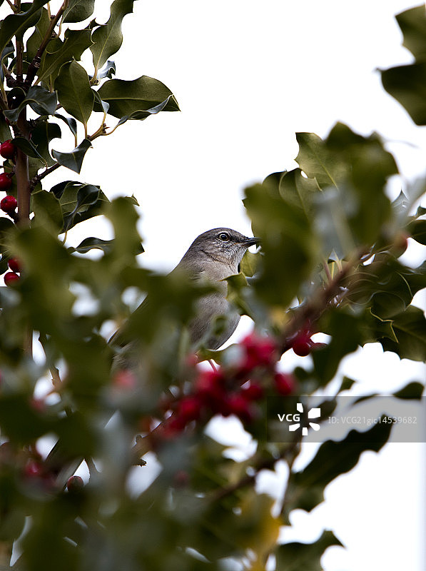 只知更鸟》图片素材