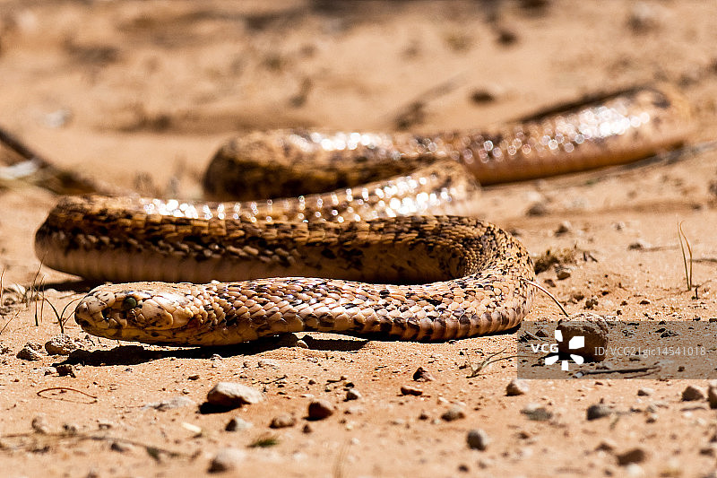颈棱蛇图片素材