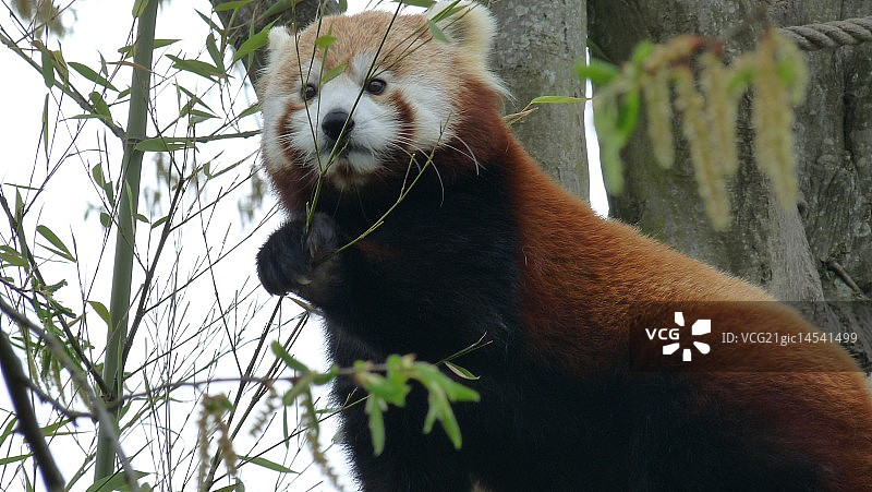 红熊猫图片素材