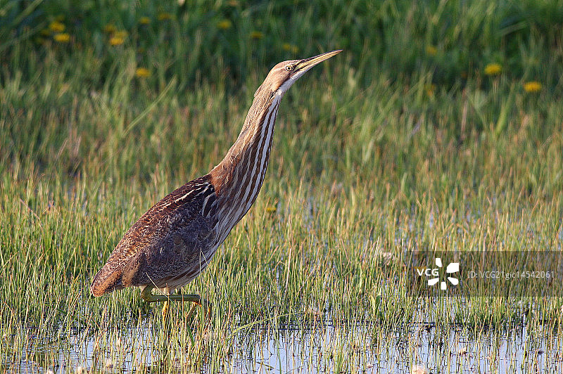 美国卤图片素材