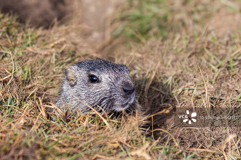 土拨鼠在它的洞穴里图片素材