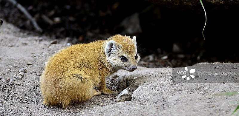 黄色獴图片素材
