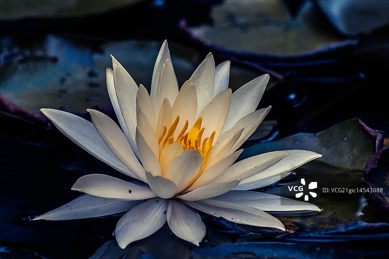 鲜花交叉处理图片素材