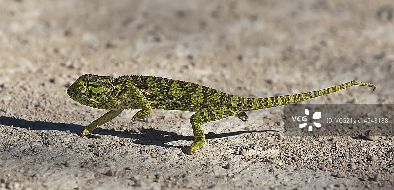 伪装失败？图片素材