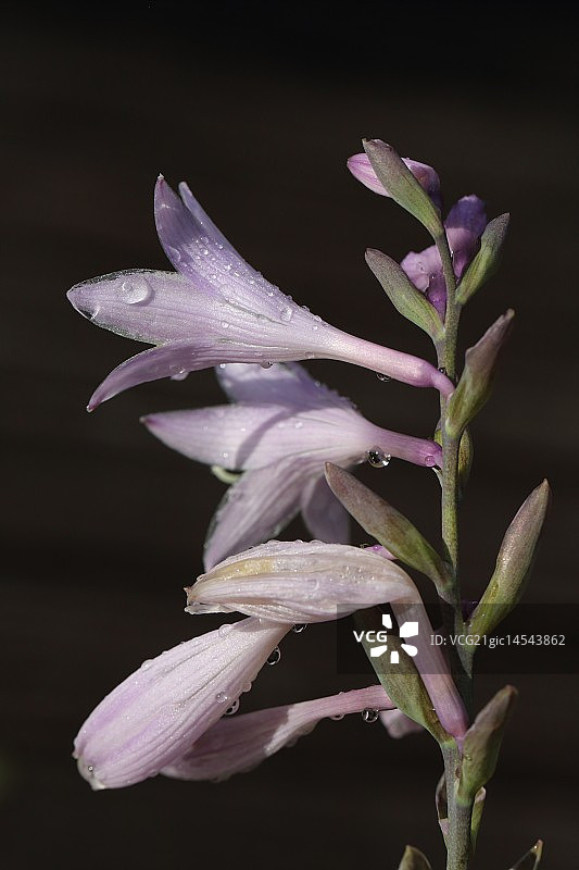 玉簪花图片素材