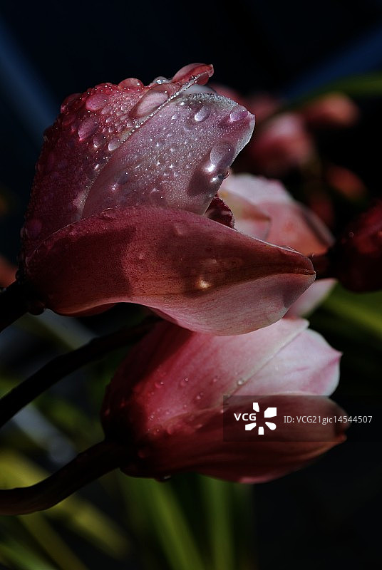 露水浸润图片素材