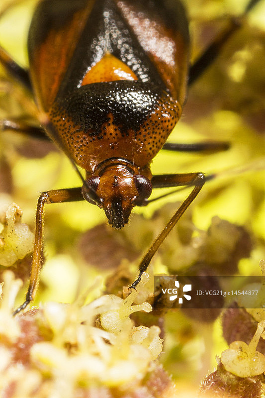 红眼长蝽图片素材
