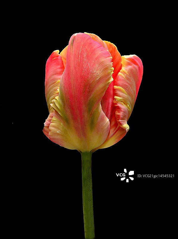 鹦鹉郁金香图片素材