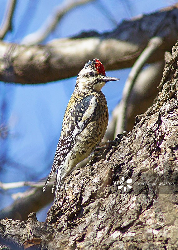啄木鸟图片素材