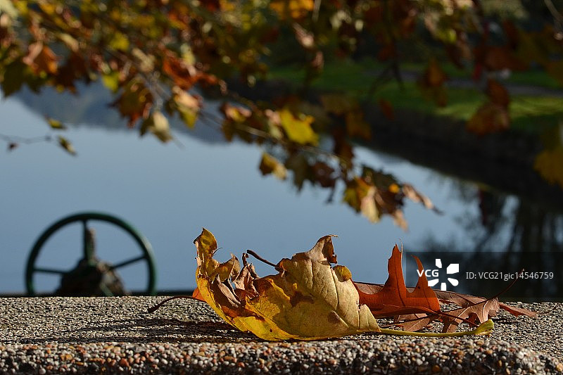 树叶和车轮图片素材