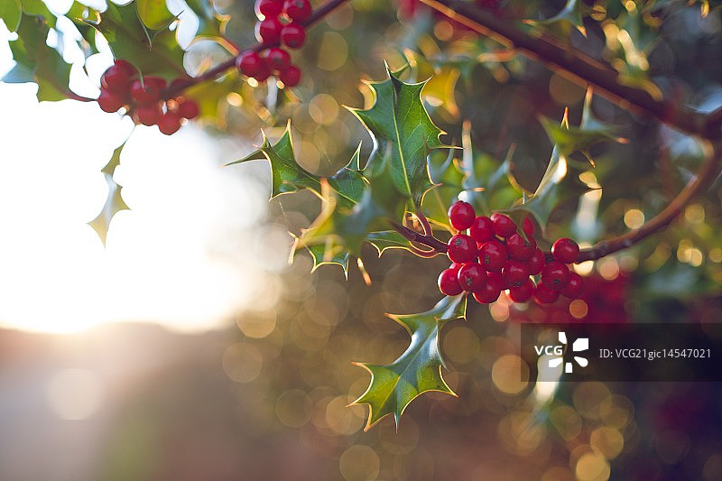 冬青#1日落图片素材