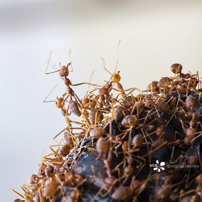 织叶蚁图片素材