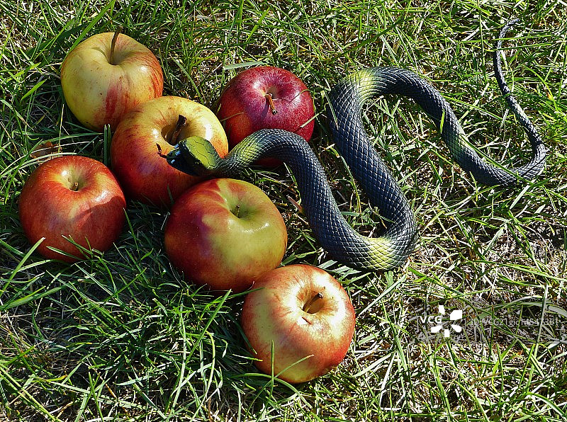 虚假的圣洁图片素材