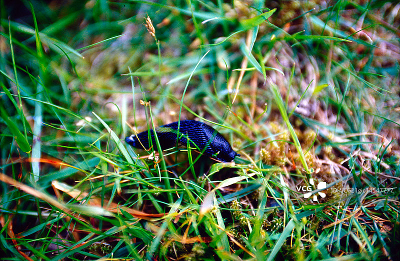 黑色蛞蝓图片素材