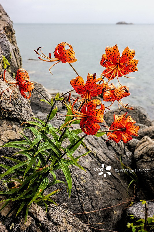 狐百合图片素材